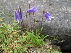 Campanula dasyantha
