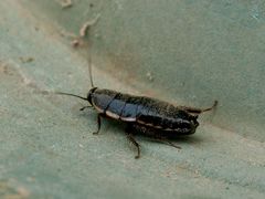 Loboptera decipiens