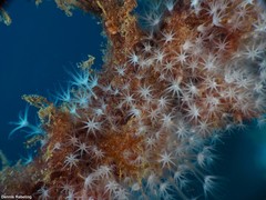 Canarya canariensis