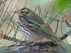 Anthus hodgsoni