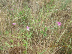 Lathyrus