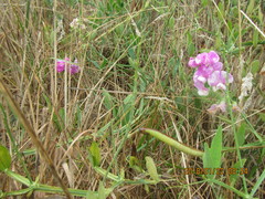 Lathyrus