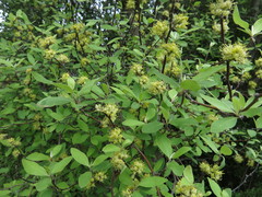 Olearia fragrantissima