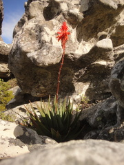Aloe succotrina