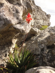 Aloe succotrina