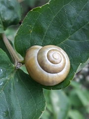 Cepaea hortensis