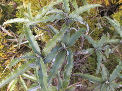 Olearia ilicifolia