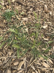 Hordeum murinum