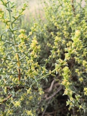 Salsola oppositifolia