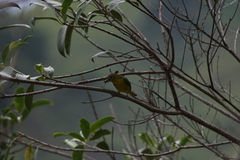 Euphonia chrysopasta