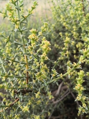 Salsola oppositifolia