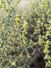Salsola oppositifolia