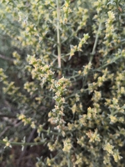 Salsola oppositifolia