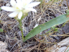 Ornithogalum concinnum