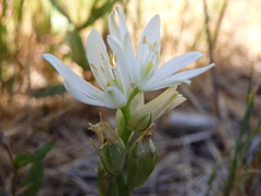 Ornithogalum concinnum