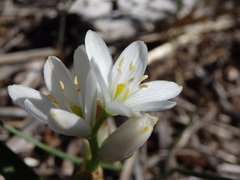 Ornithogalum concinnum