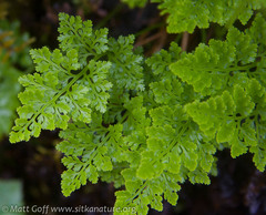 Cryptogramma sitchensis