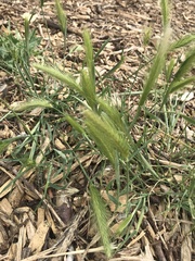 Hordeum murinum