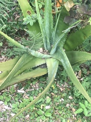 Image of Aloe vera