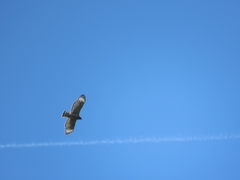 Buteo lineatus