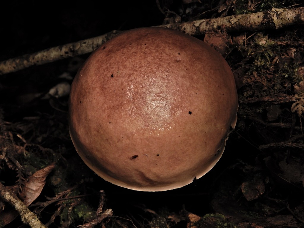 Fistulinella violaceipora