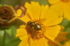 Eristalinus viridis