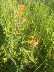Geum coccineum