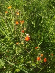 Geum coccineum