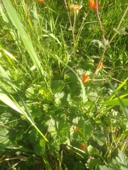 Geum coccineum