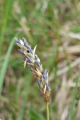 Sesleria