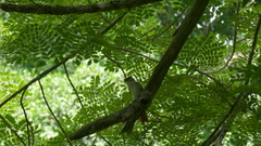 Myiodynastes maculatus