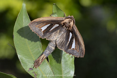 Tarsolepis remicauda