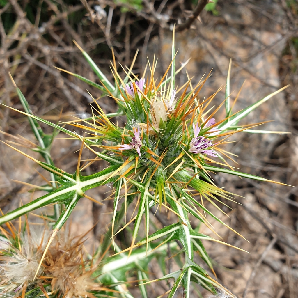 Galactites duriaei