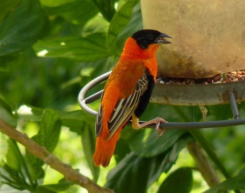 Northern Red Bishop