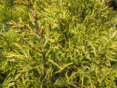 Halocarpus bidwillii