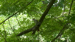 Myiodynastes maculatus