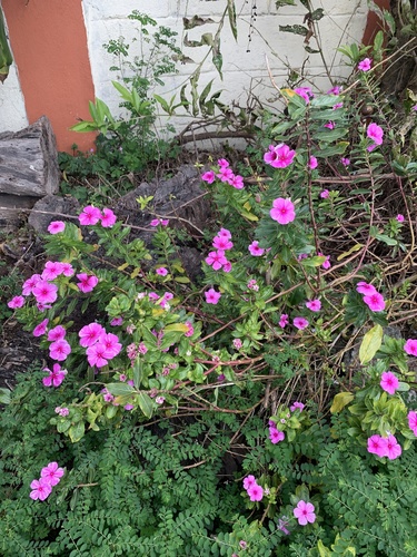 Catharanthus roseus iNat (3)