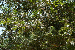Melaleuca leucadendra