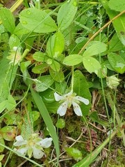 Potentilla montana