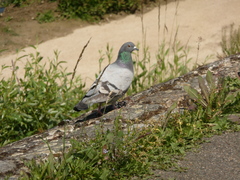 Columba livia domestica