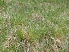 Sesleria