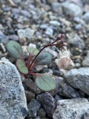 Eriogonum esmeraldense esmeraldense
