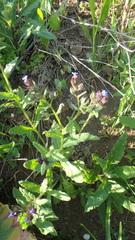 Anchusa arvensis orientalis