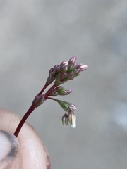 Eriogonum esmeraldense esmeraldense