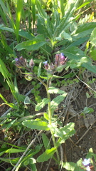 Anchusa arvensis orientalis
