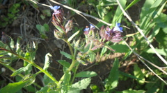 Anchusa arvensis orientalis