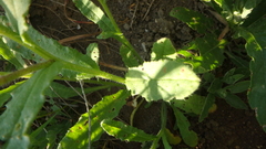 Anchusa arvensis orientalis