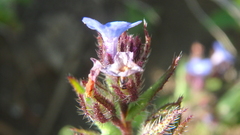 Anchusa arvensis orientalis