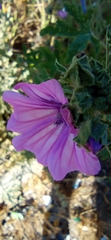 Malva sylvestris