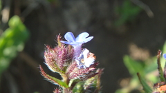 Anchusa arvensis orientalis